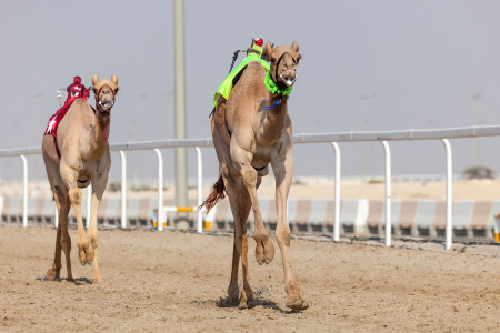 Al Shahaniya Camel Racetrack