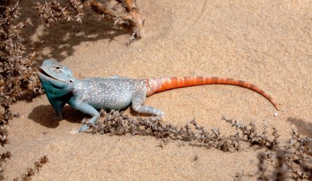 Sasol and FEC Update Qatar e-Nature App with Reptiles & Mammals
